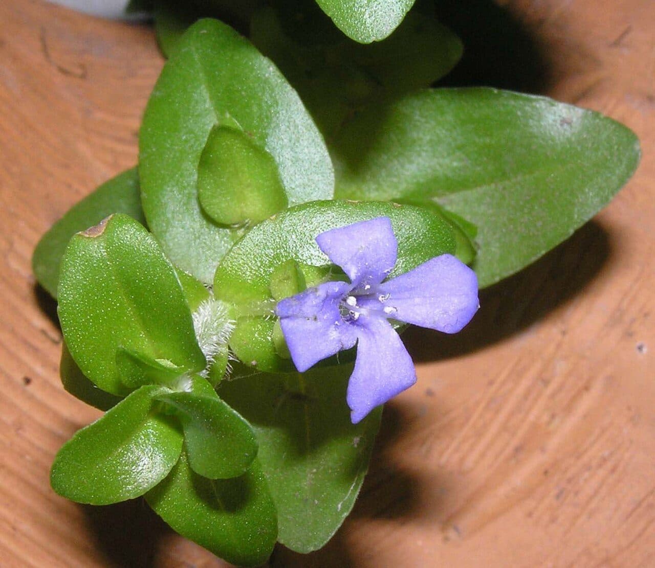 Bacopa lanigera