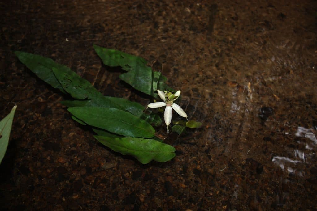 Barclaya longifolia