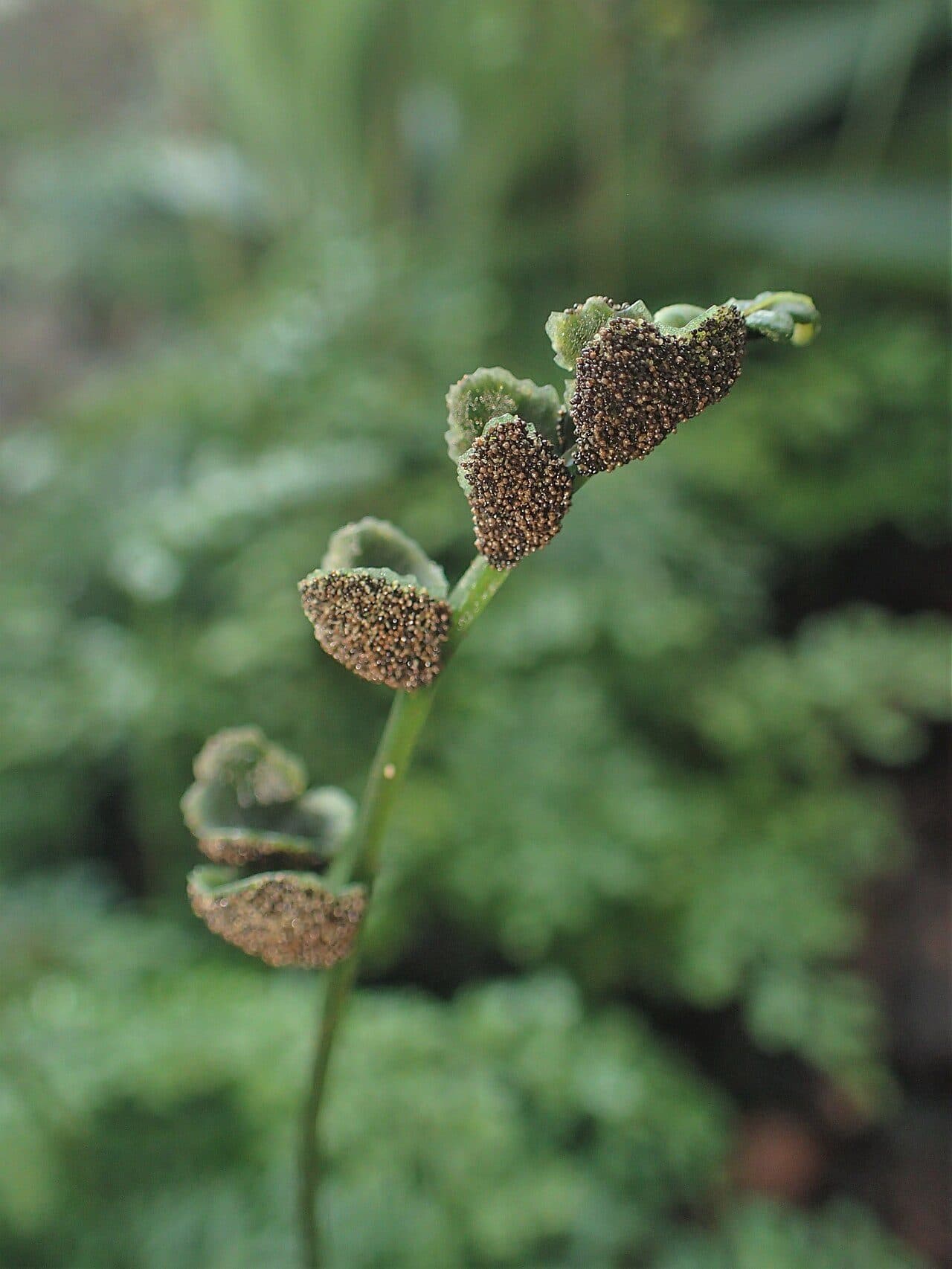 Bolbitis heteroclita "difformis"