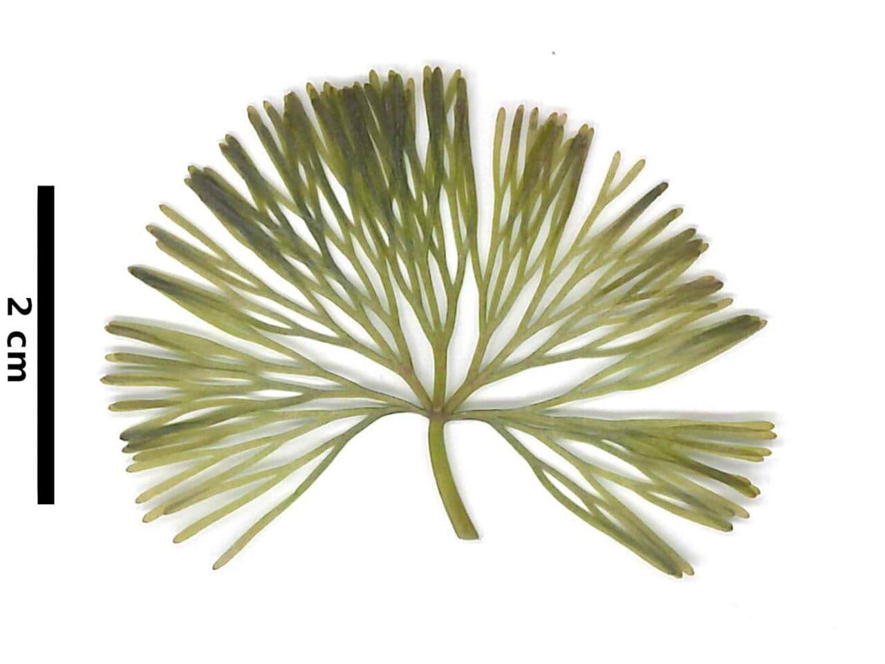 Cabomba caroliniana var. caroliniana
