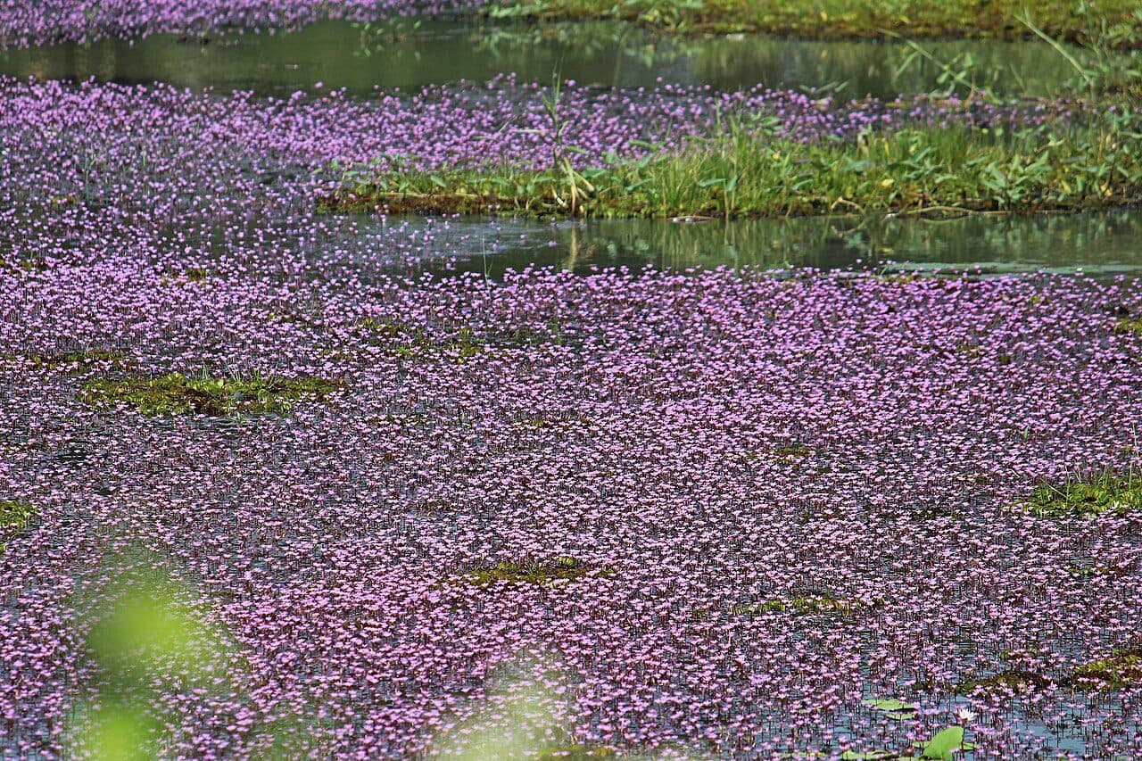 Cabomba furcata