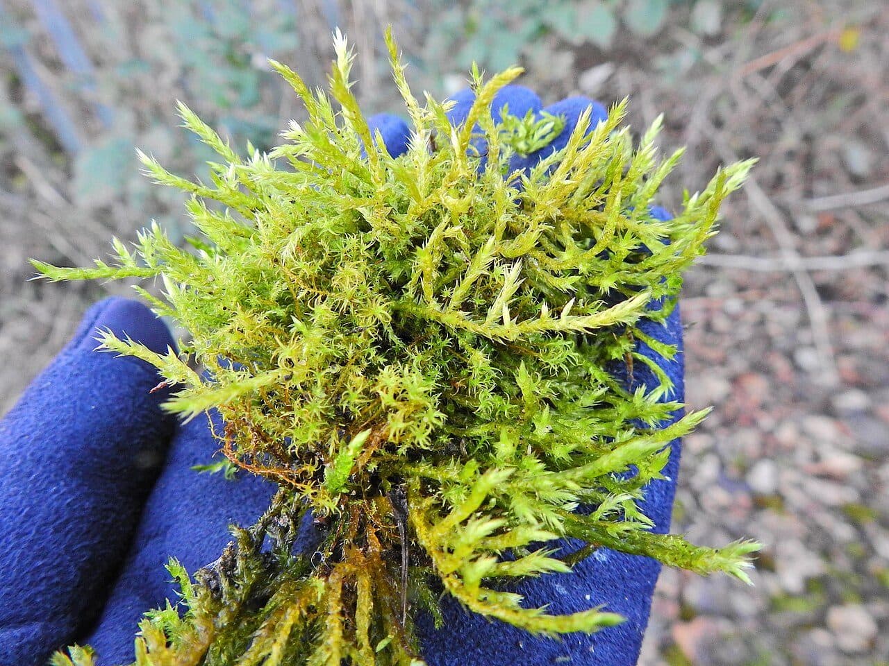 Calliergonelle cuspidée