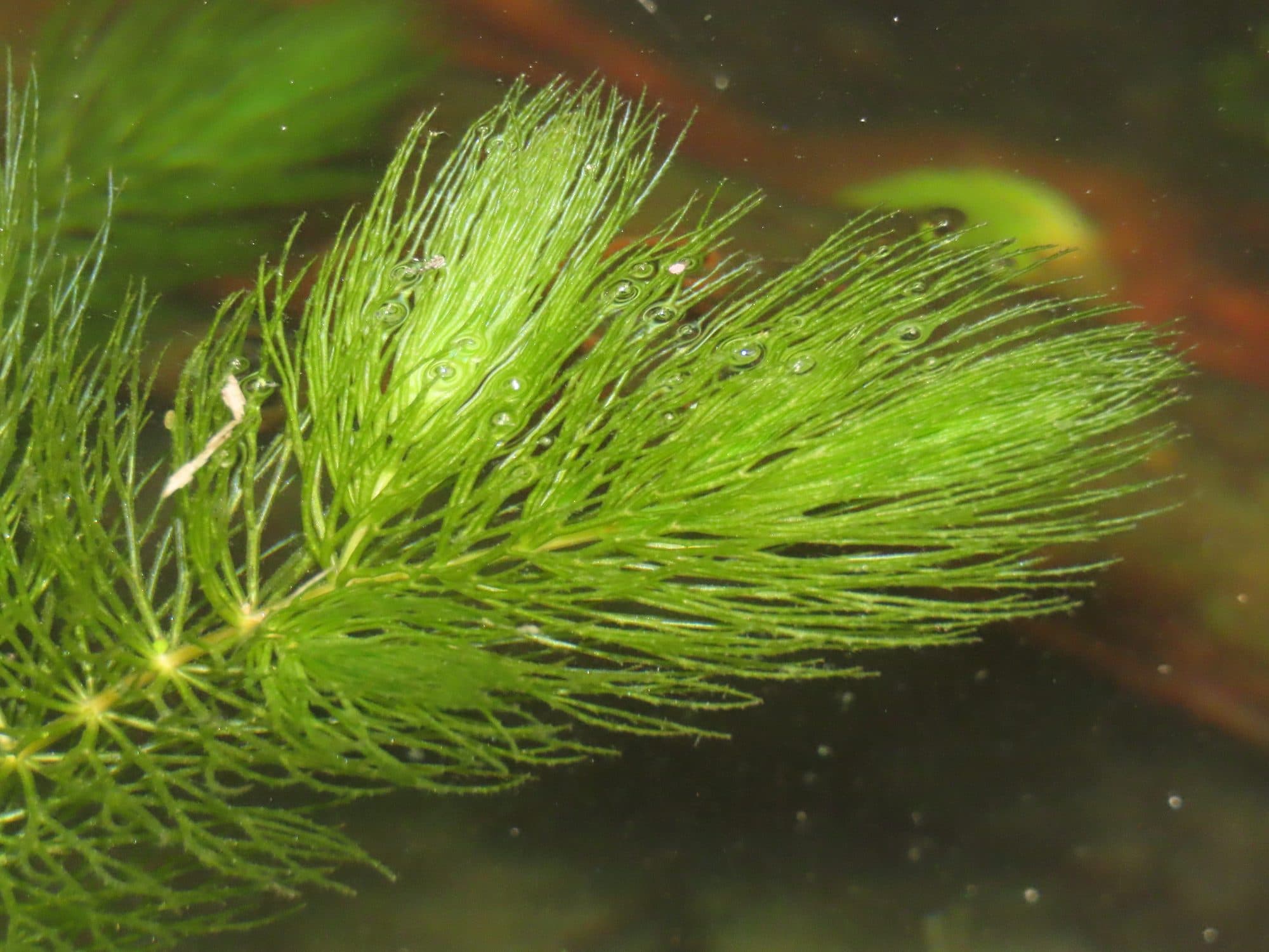 Cornifle immergé