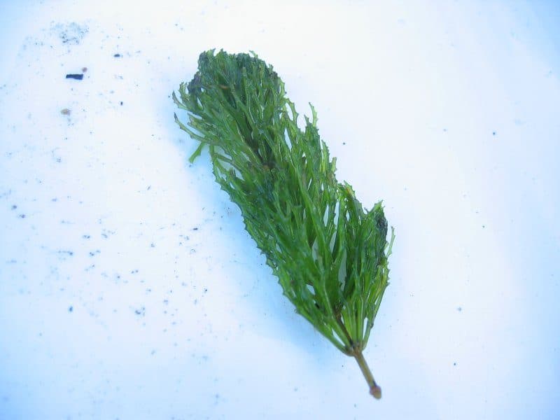 Cornifle submergé
