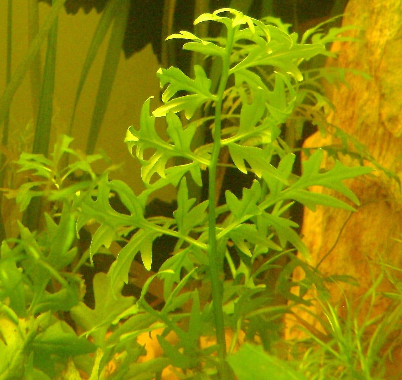 Ceratopteris cornuta
