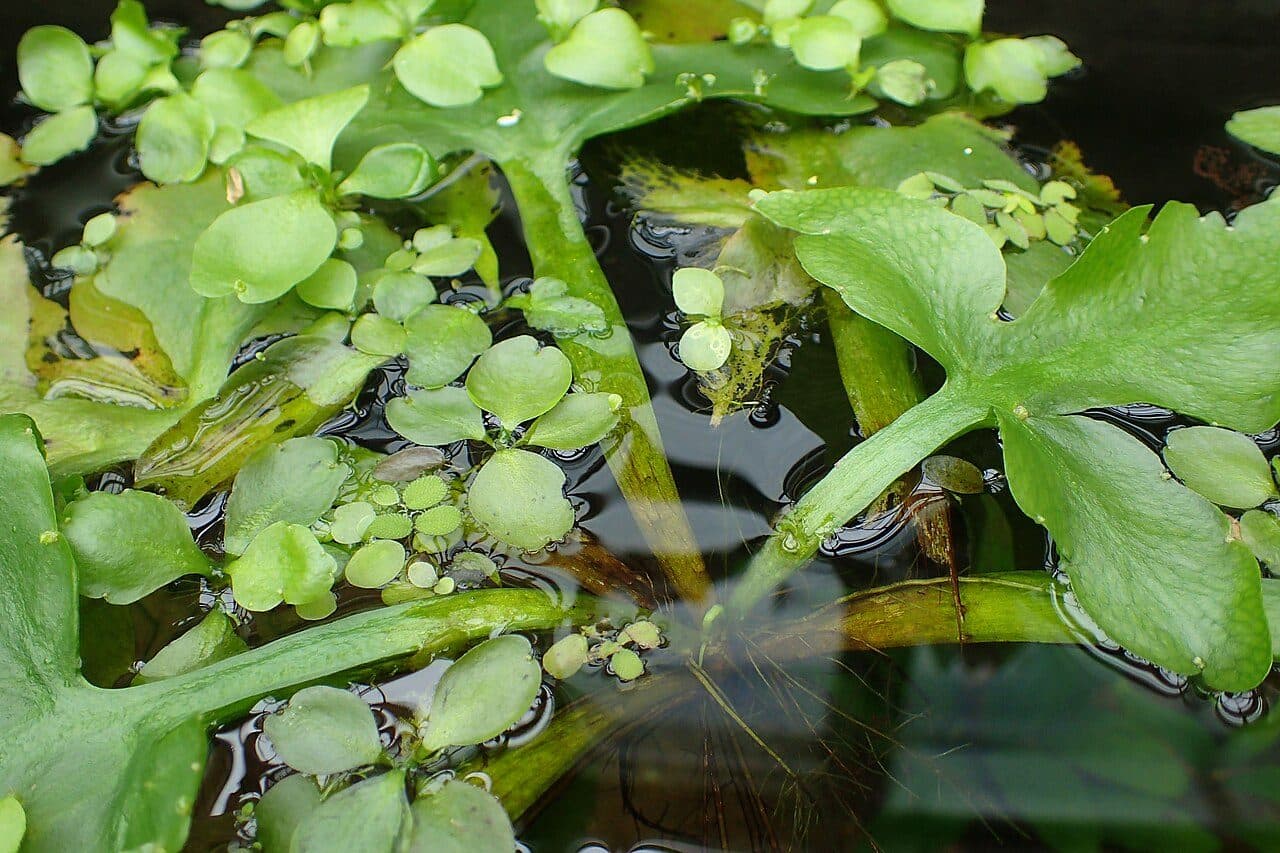 Ceratopteris pteridoides