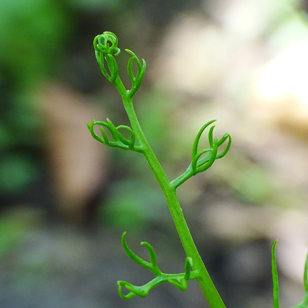 Ceratopteris thalictroides