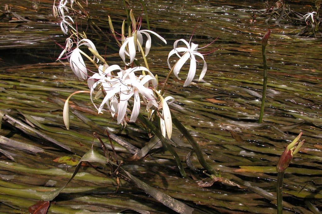 Thai onion plant