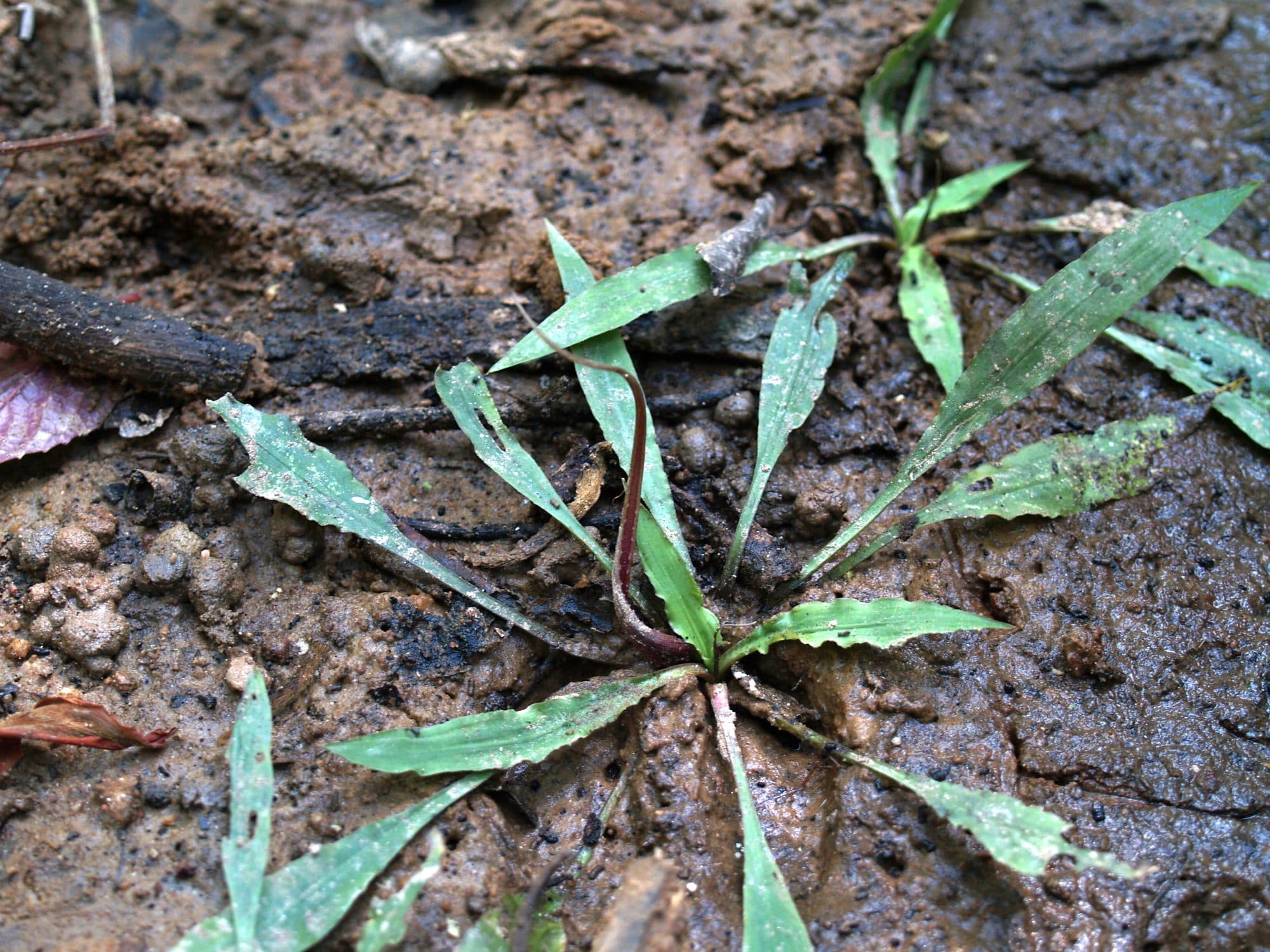 Cryptocoryne spiralis