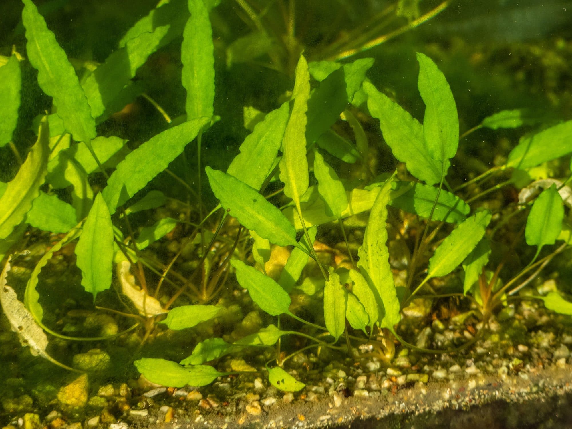 Cryptocoryne de Wendt