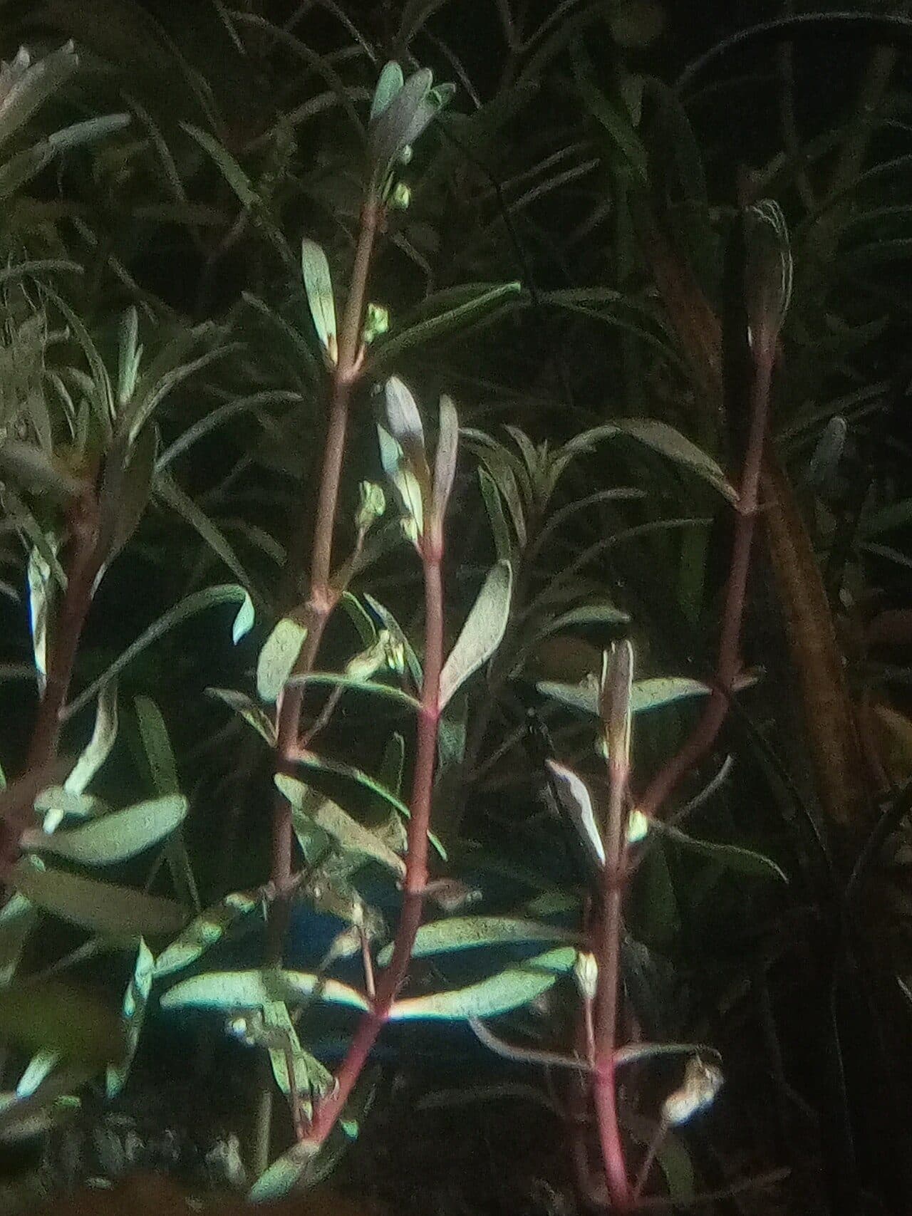 Cuphea anagalloidea