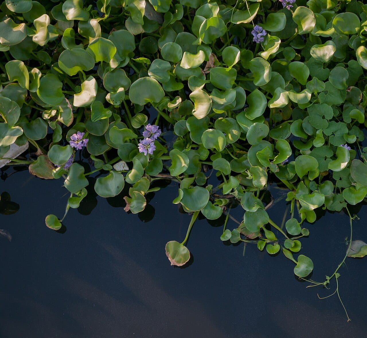 Water hyacinth