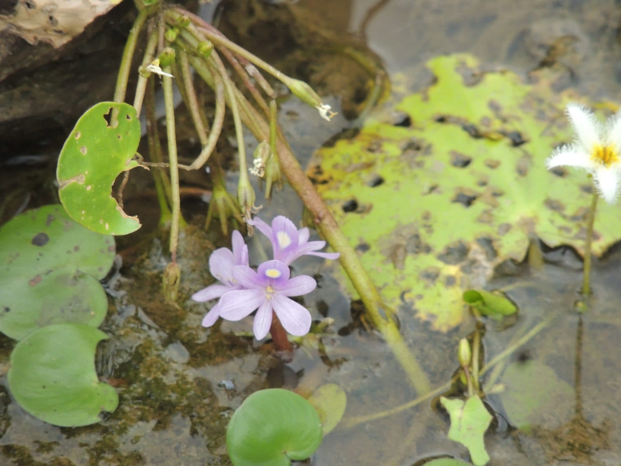 Eichhornia diversifolia