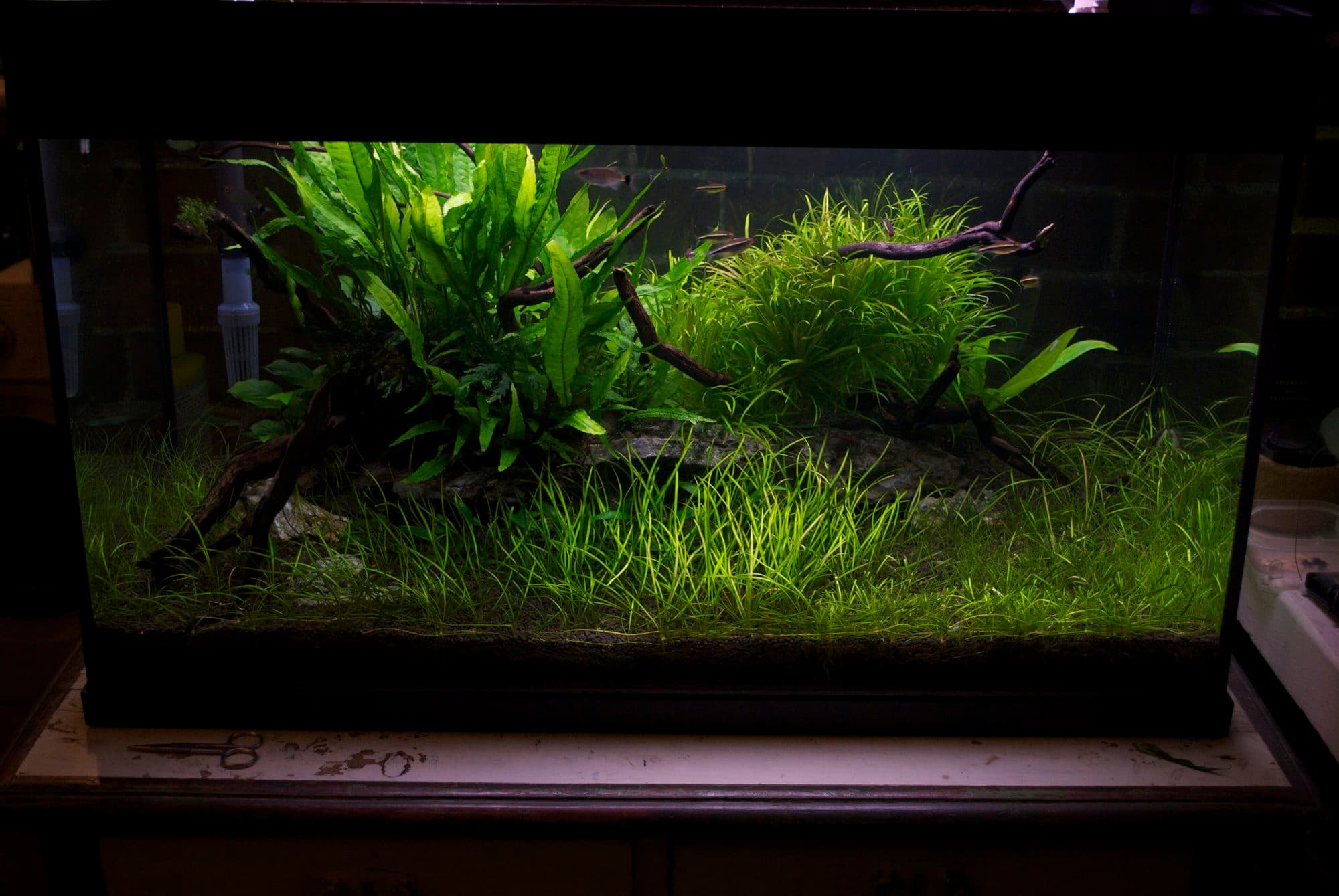 Dwarf hairgrass