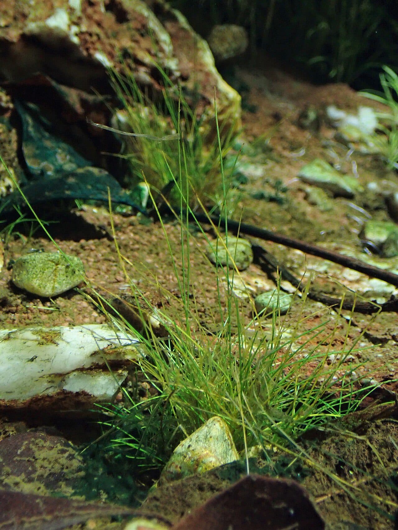 Eleocharis pusilla ("E. parvula")
