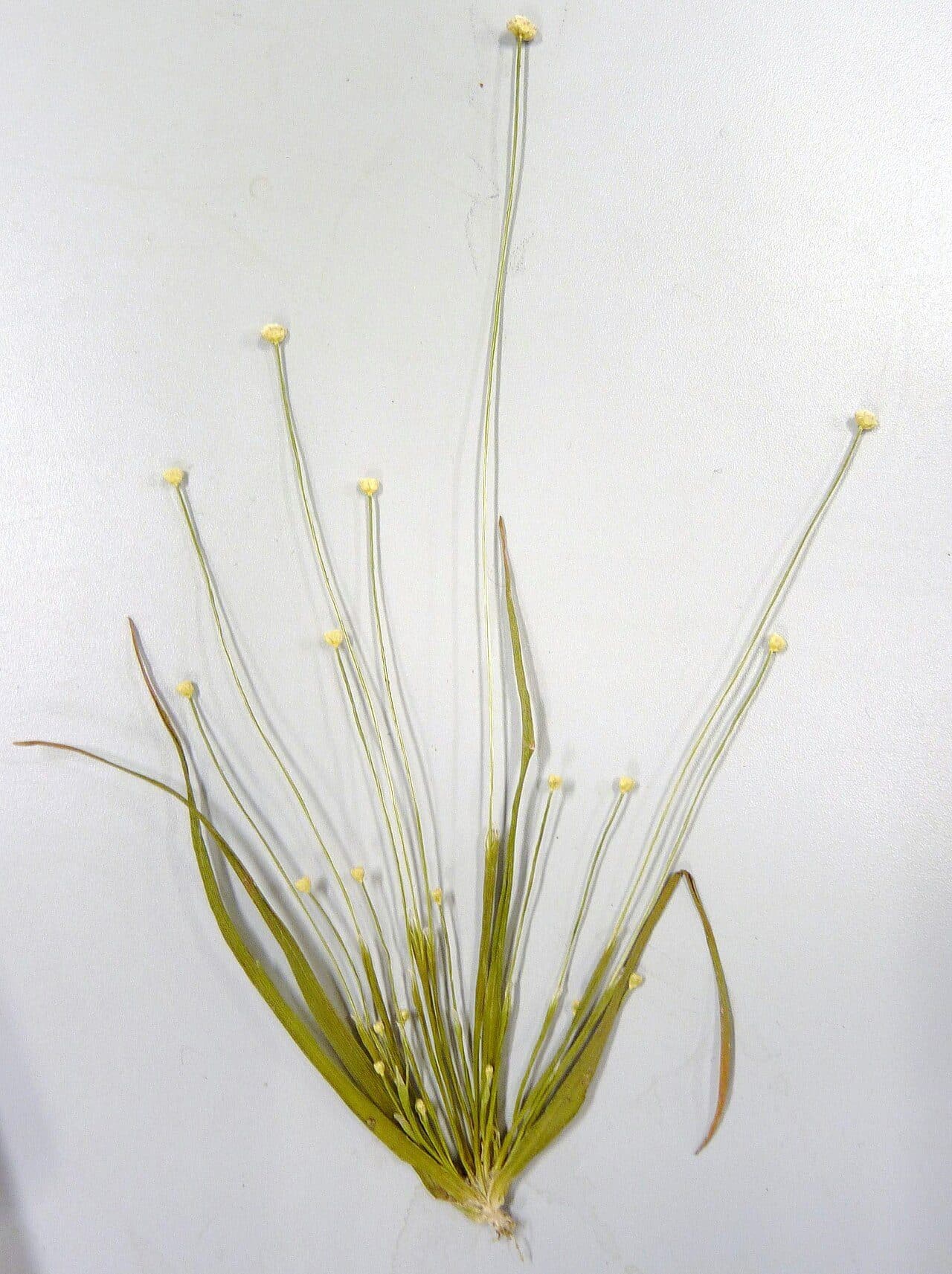 Eriocaulon cinereum