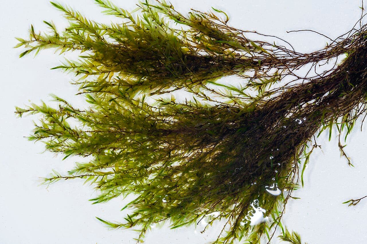 Fontinalis hypnoides