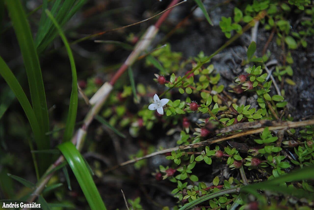 Hedyotis salzmannii