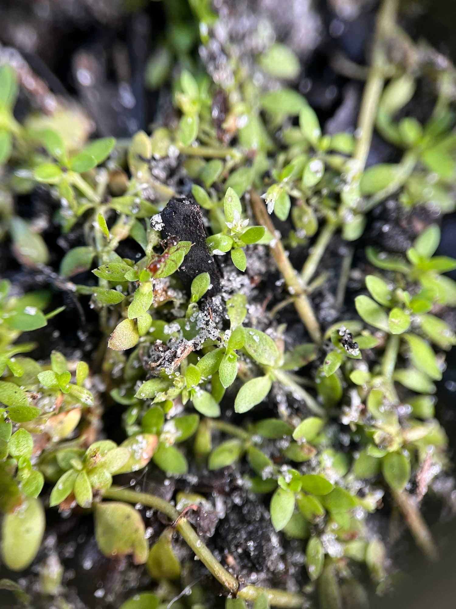 Hemianthus glomeratus