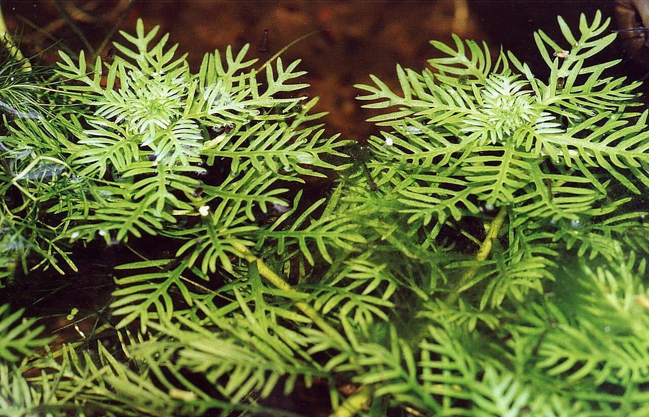 Hottonie des marais