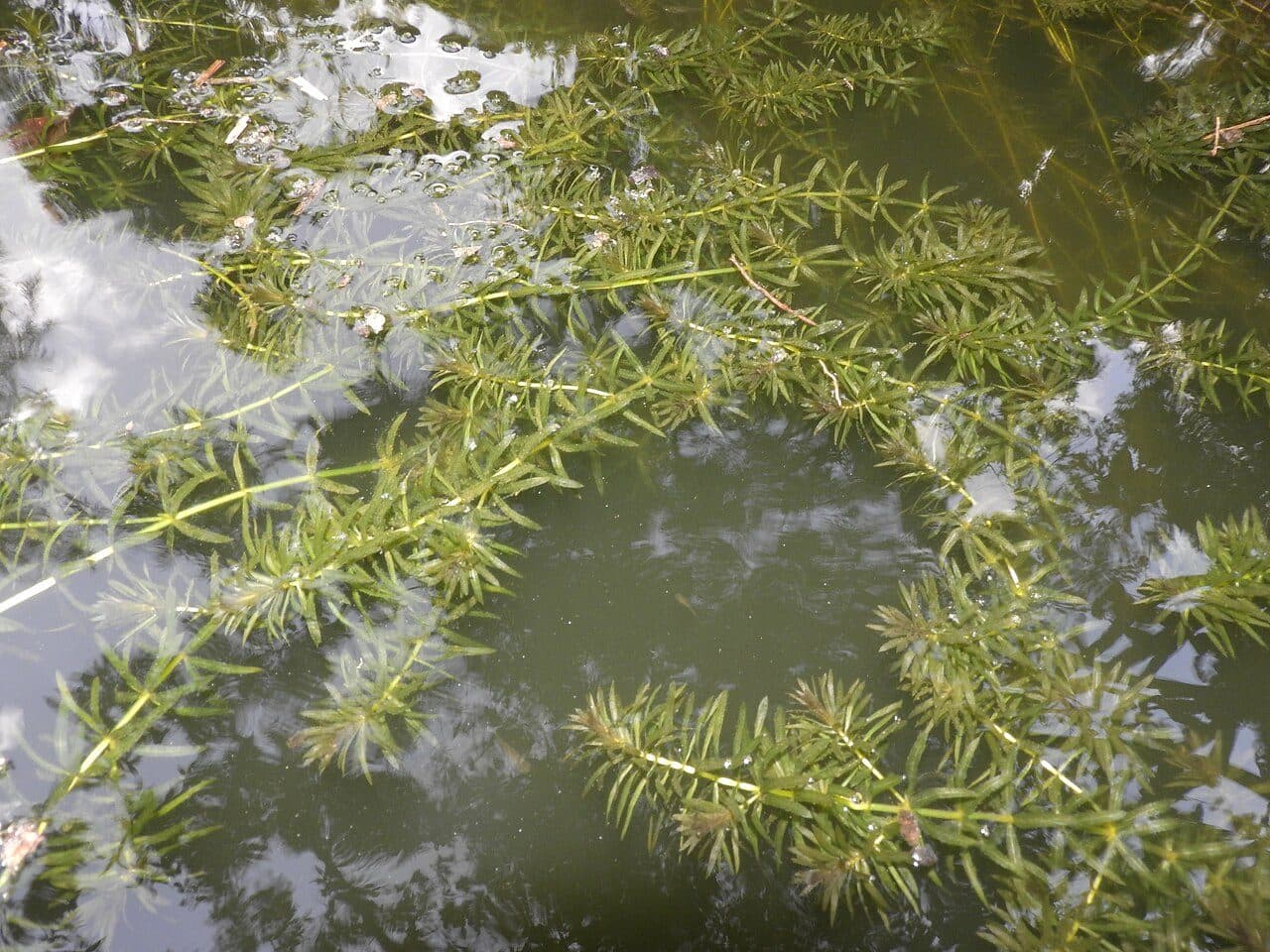 Hydrilla