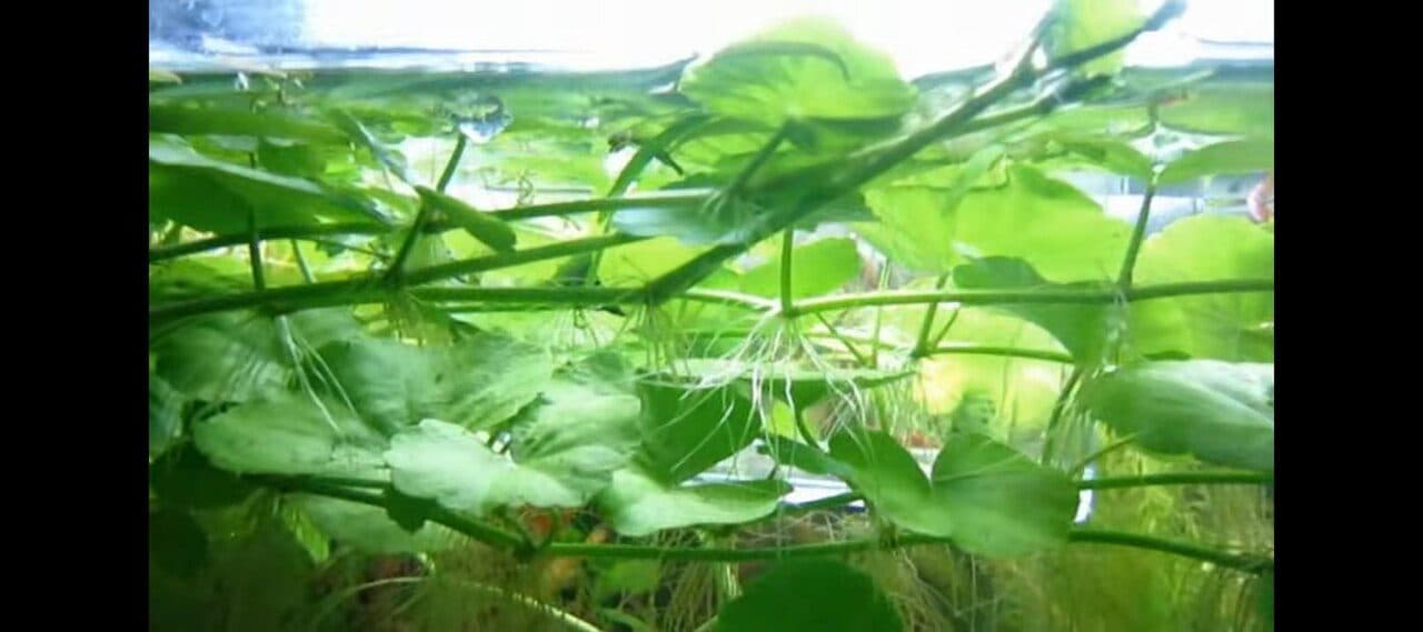 Hydrocotyle leucocephala