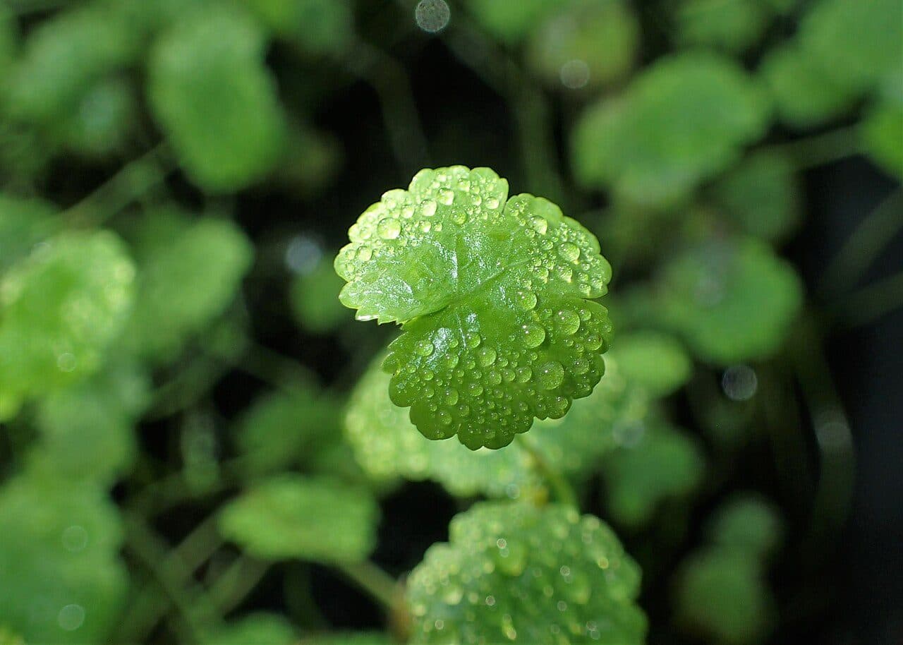 Lawn marshpennywort