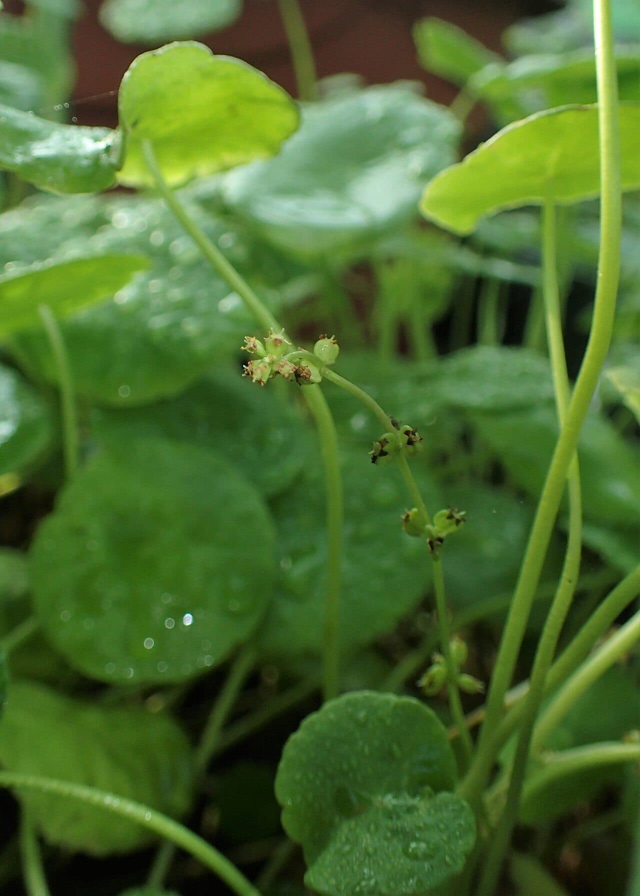 Hydrocotyle verticillata