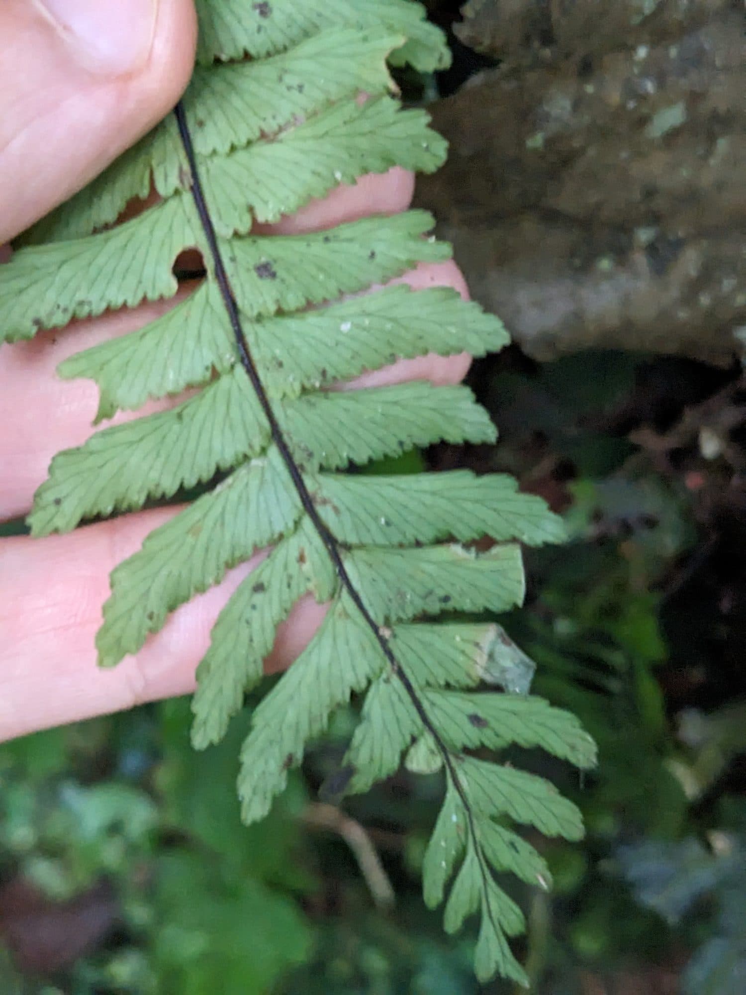 Hymenasplenium obscurum