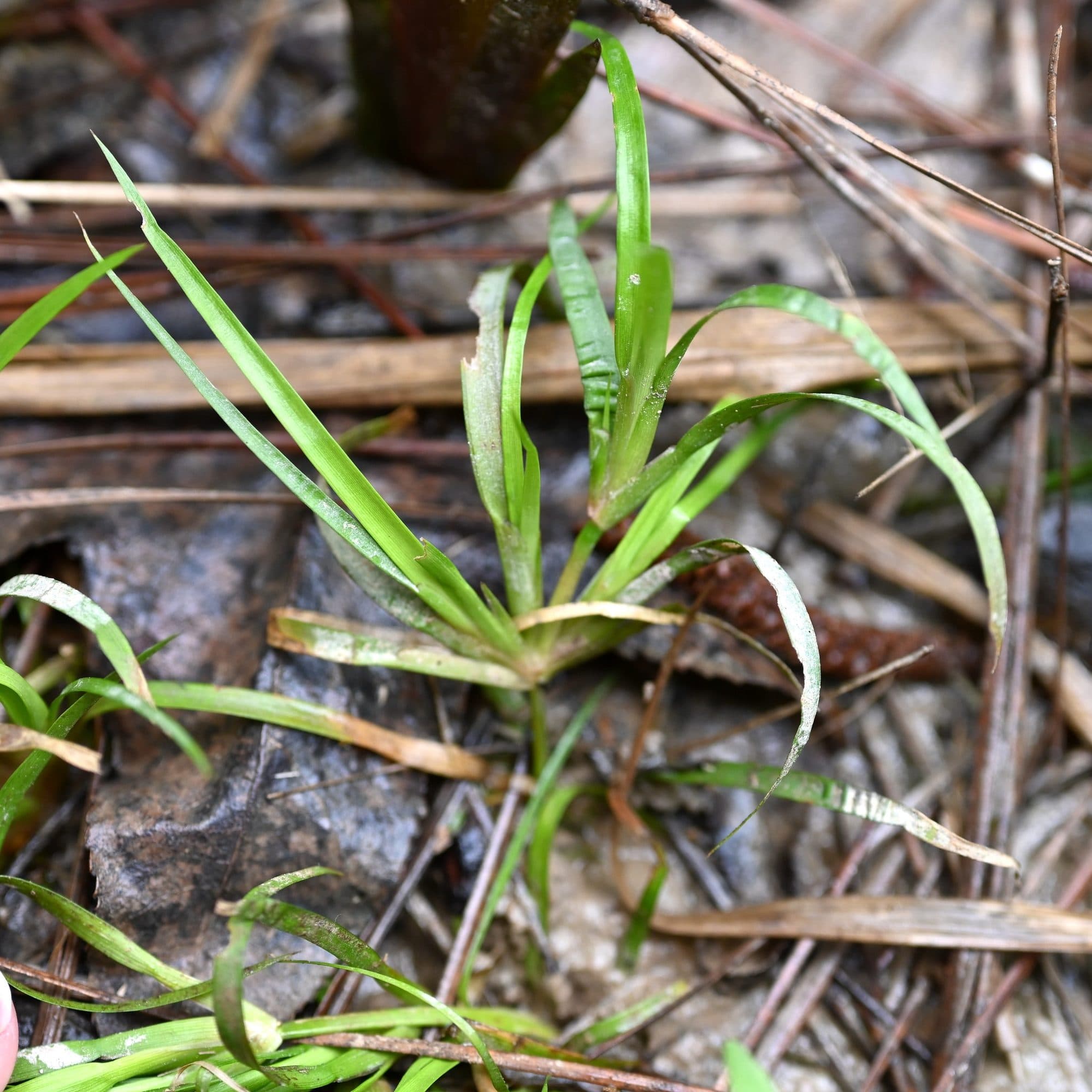 Juncus repens