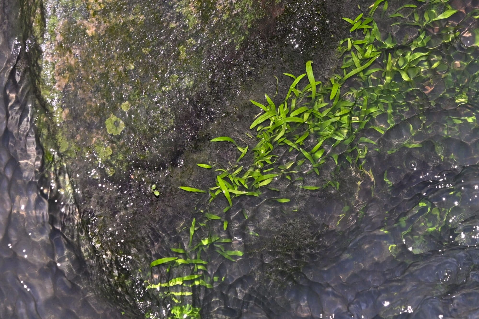 Lilaeopsis mauritiana