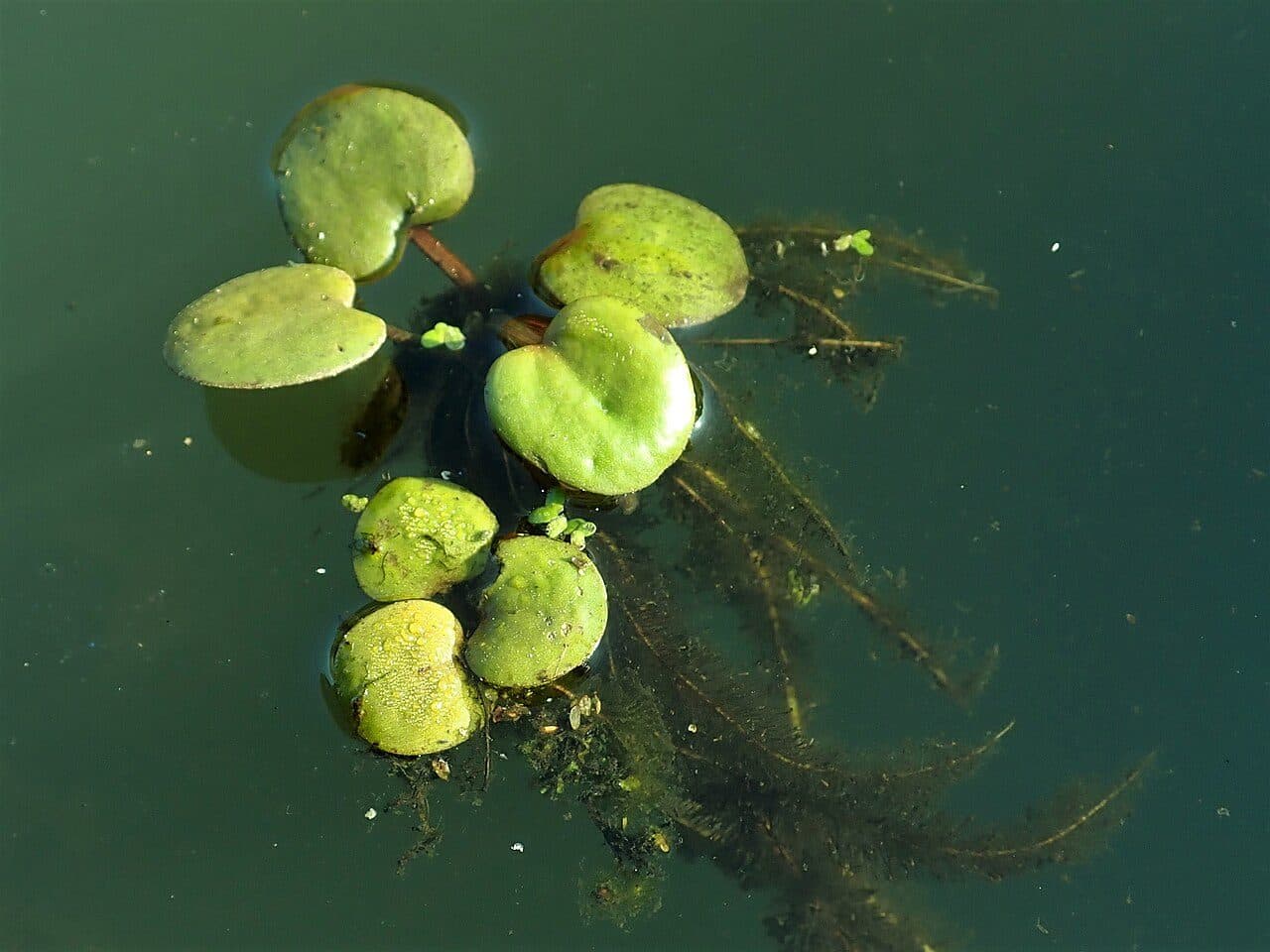Limnobium spongia
