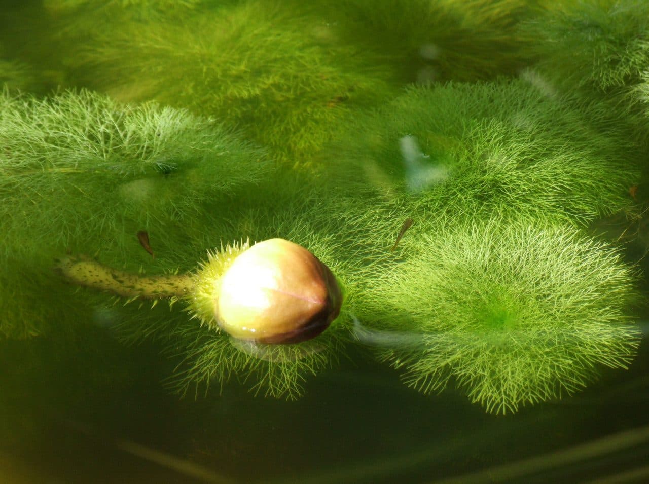 Giant ambulia