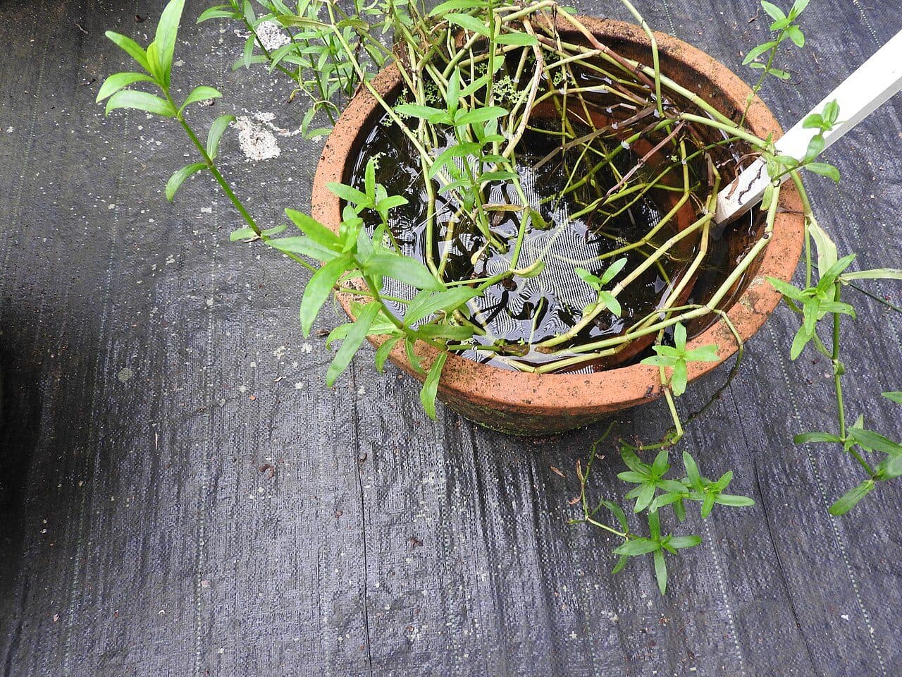Limnophila aromatica
