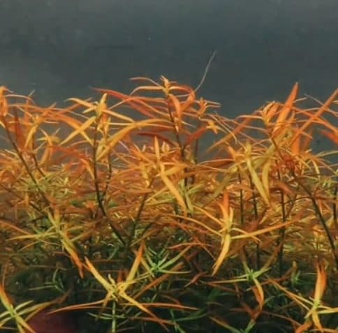Ludwigia arcuata