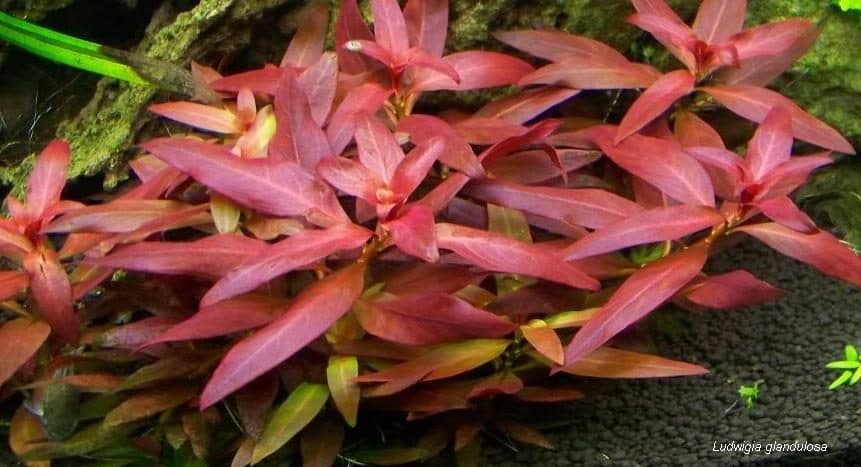 Ludwigia glandulosa