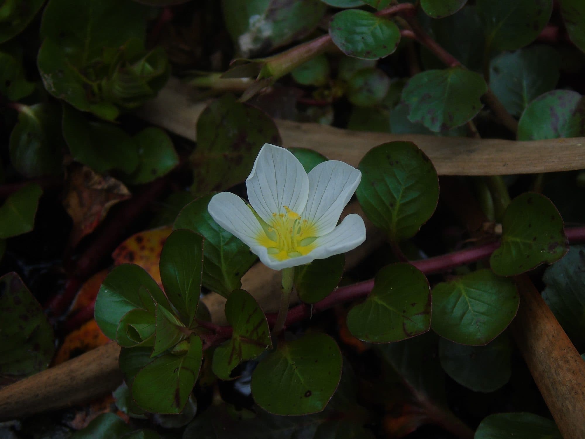 Ludwigia helminthorrhiza