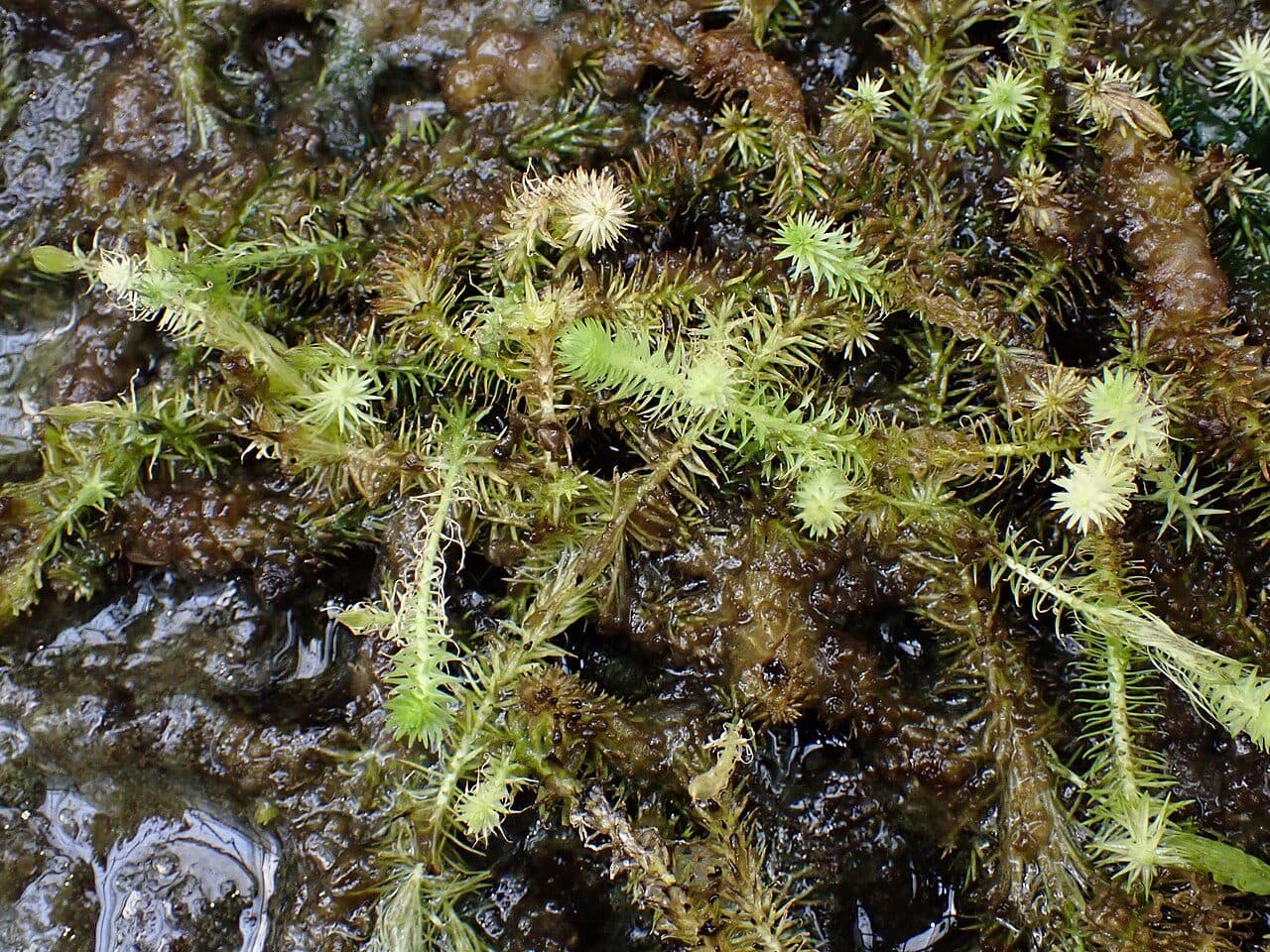 Mayaca fluviatilis