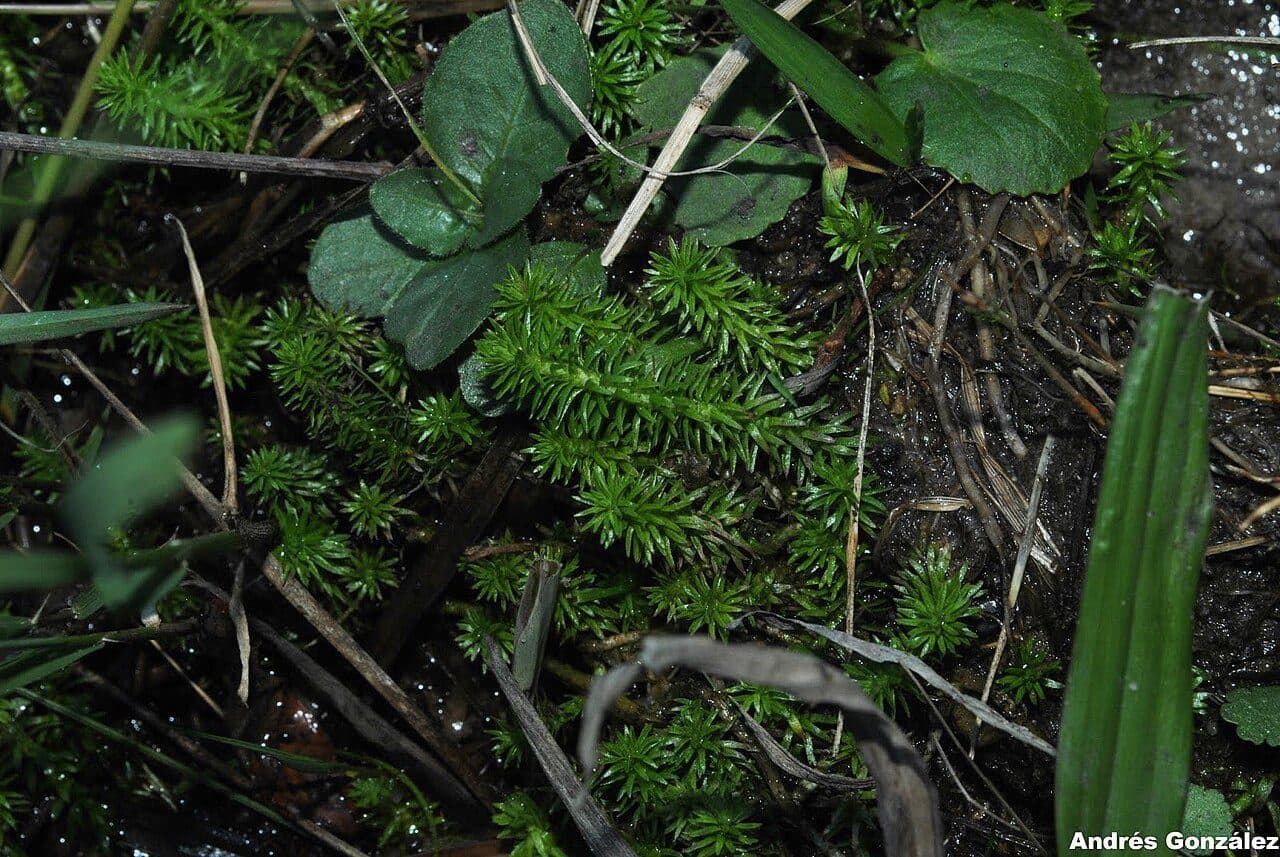 Mayaca sellowiana