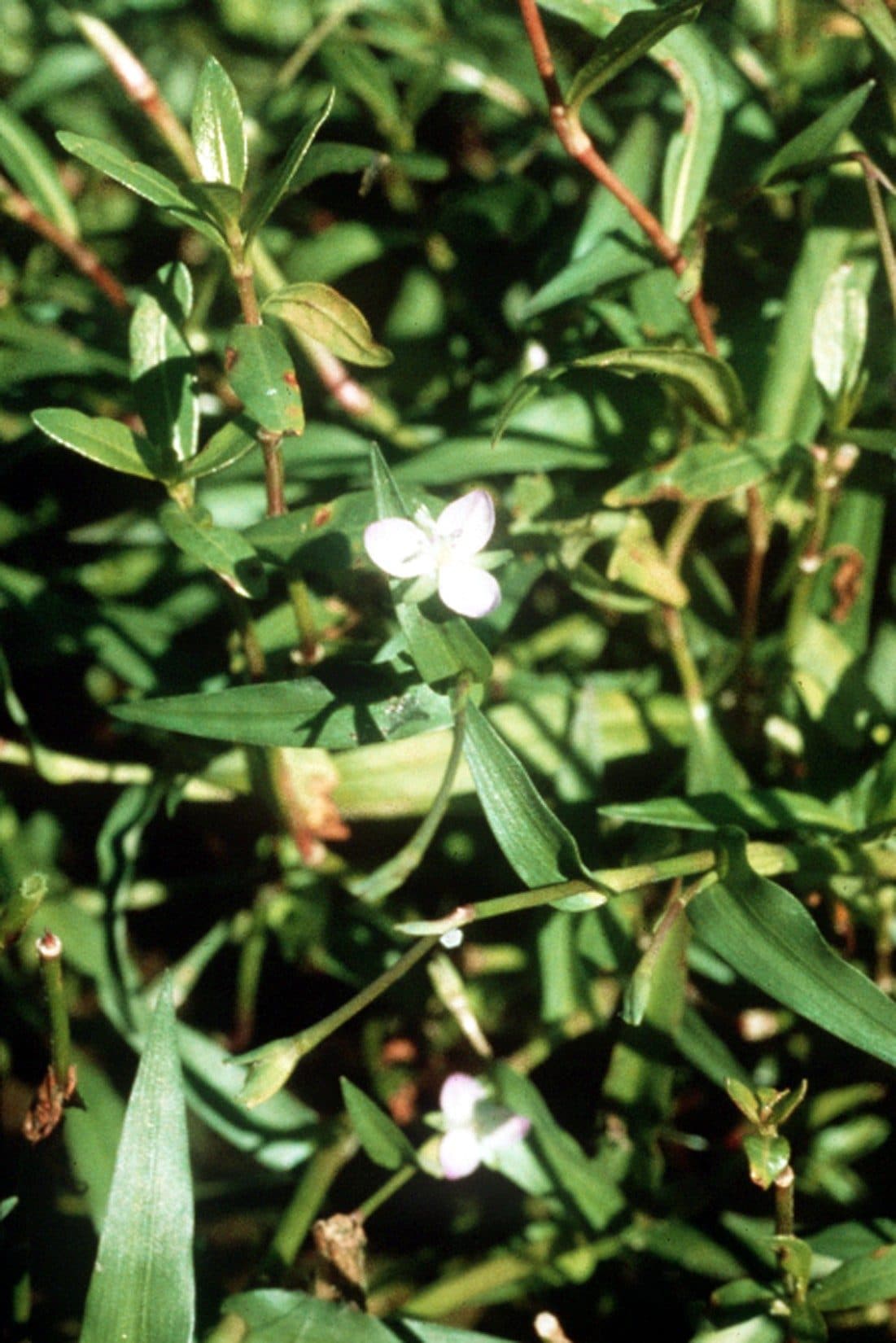 Murdannia keisak