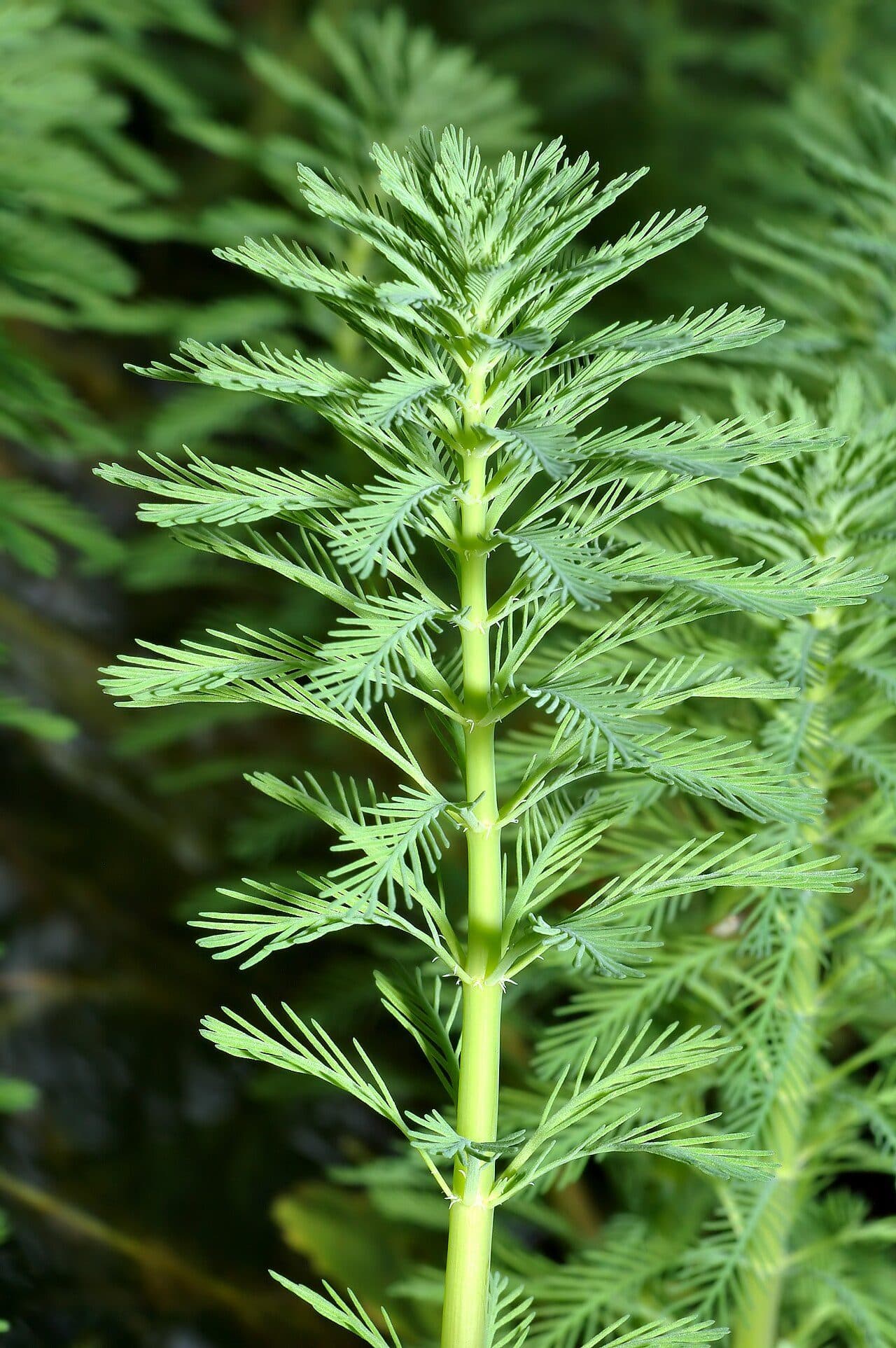 Parrot's feather