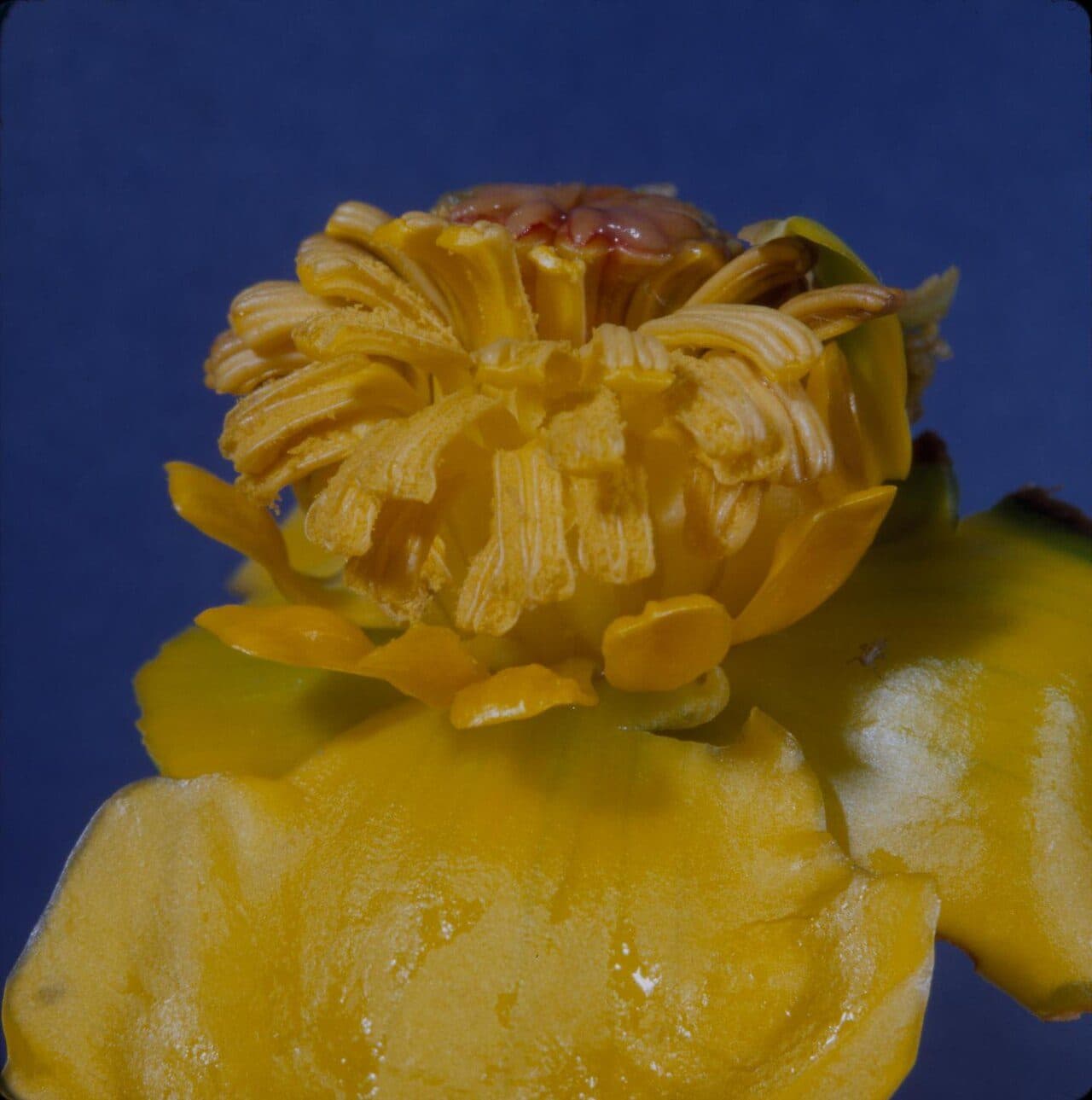 Nuphar japonica