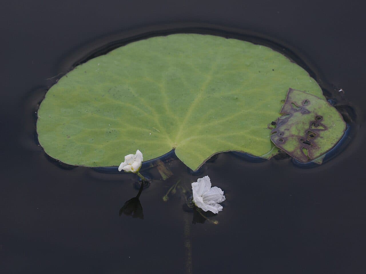 Nymphoides aquatica