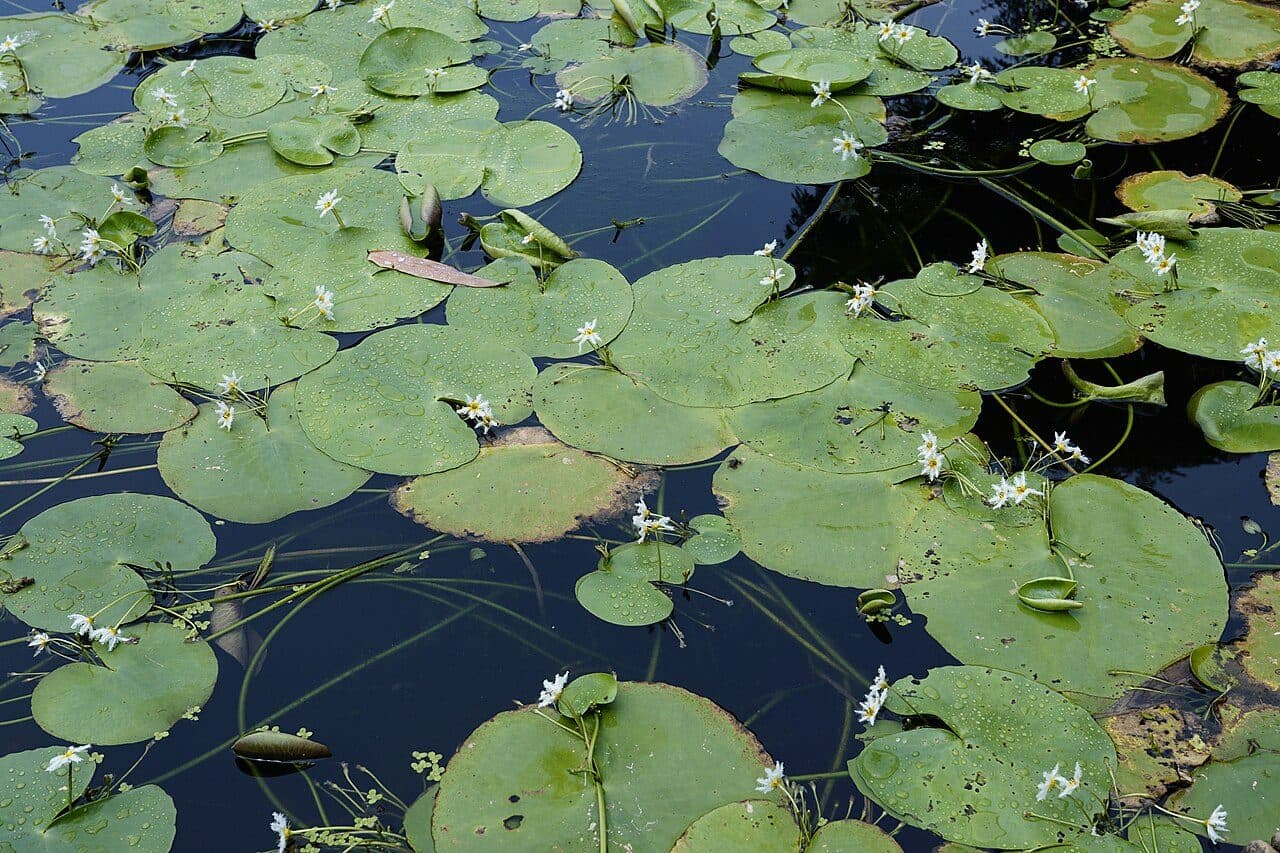 Faux-nénuphar d'Inde