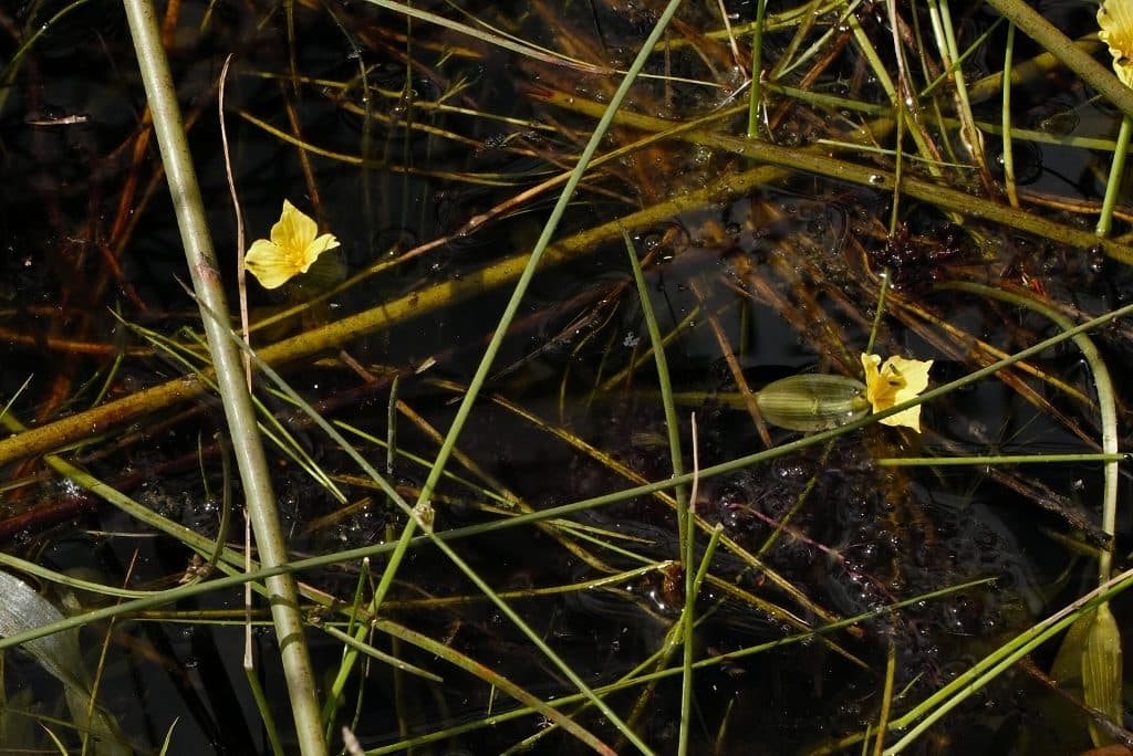 Ottelia ulvifolia