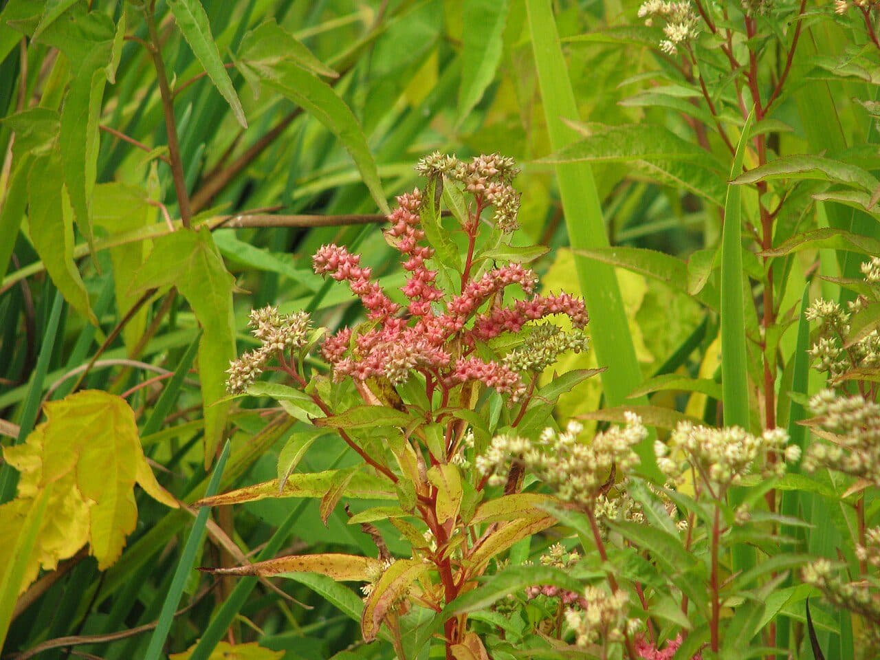 Penthorum faux-orpin