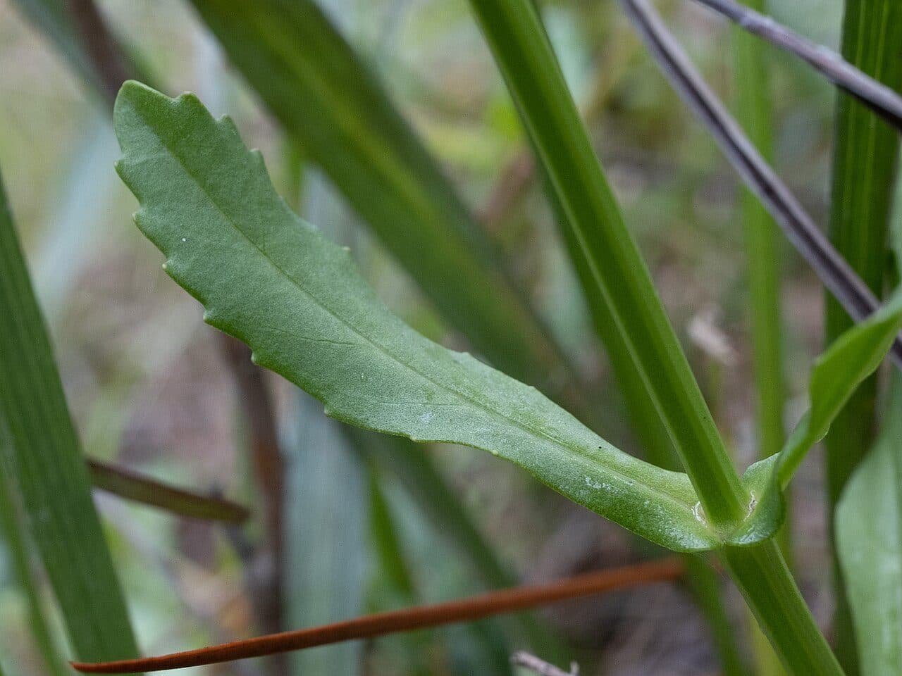 Physostegia purpurea