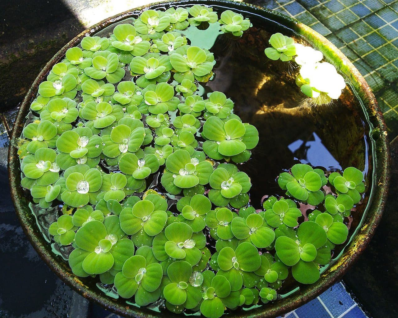 Laitue d'eau