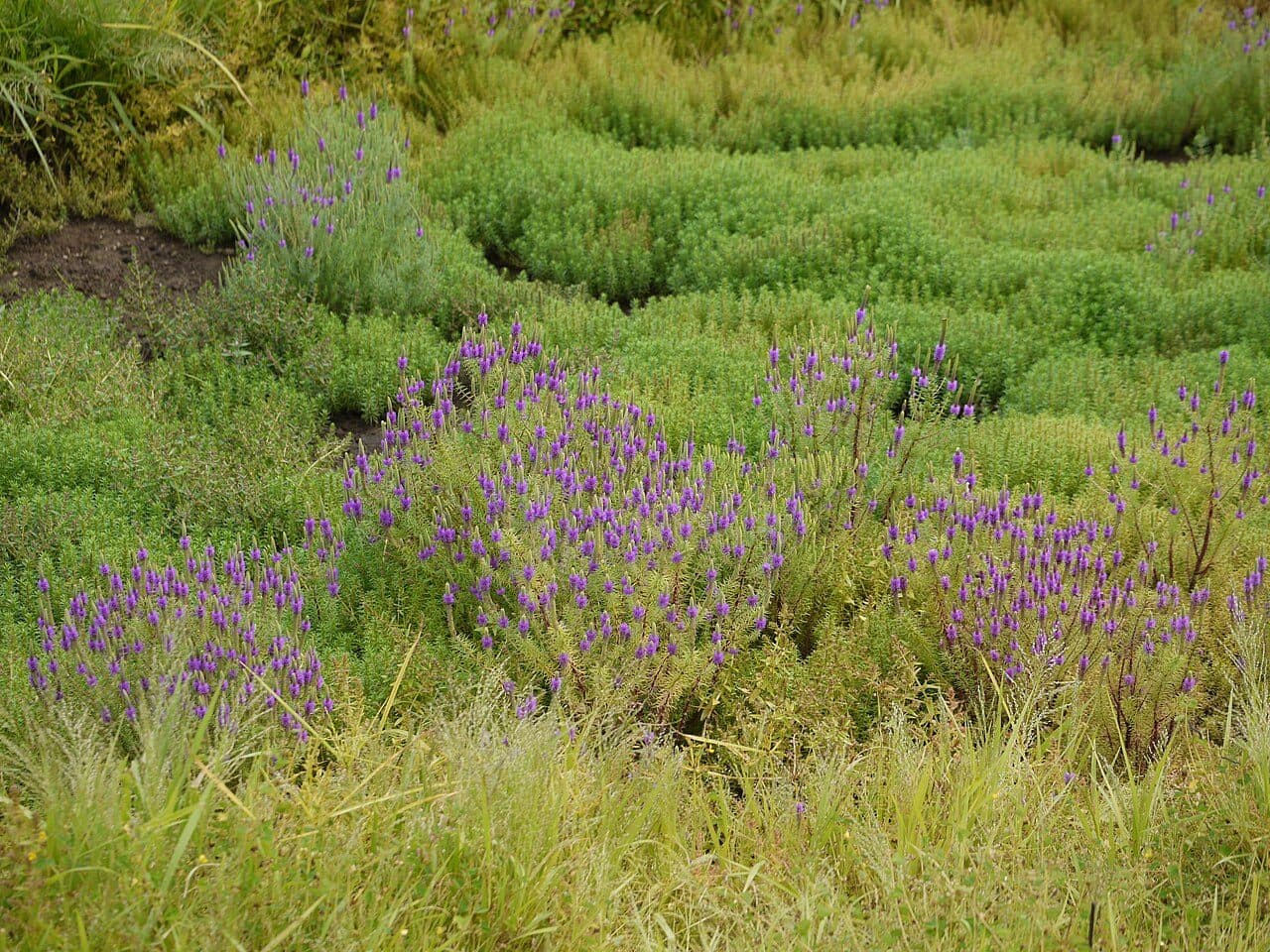 Pogostemon deccanensis