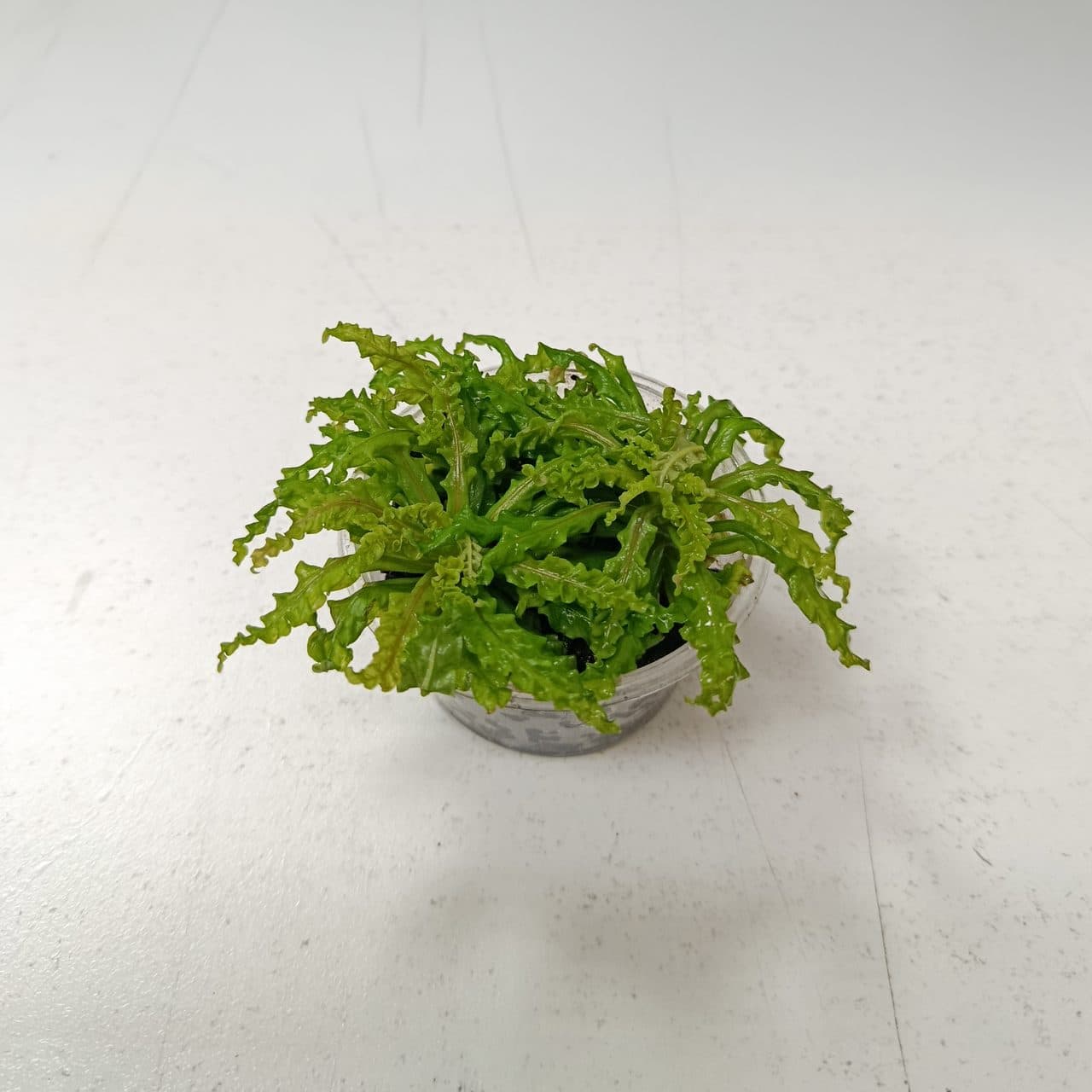 Pogostemon helferi